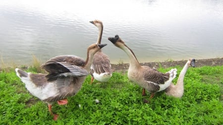 Someone broke into our tepua ! - defend, a flock of geese, lakeside, alert