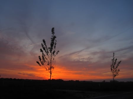 SUNS@T - sky, trees, photography, sun, sunset, nature, view, cloud, beautiful, clouds, sunsets, tree