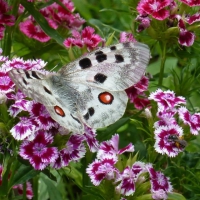 ~ Butterfly on wild carnations ~