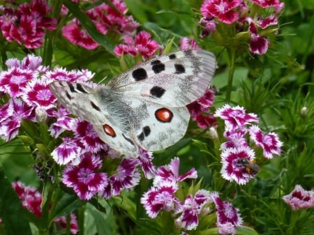 ~ Butterfly on wild carnations ~ - butterfly, beautiful, summer, flowers, carnations