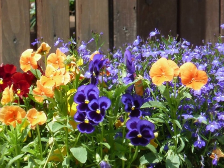 Beautiful violets - fresh, violets, Flowers, yellow, blue, nice