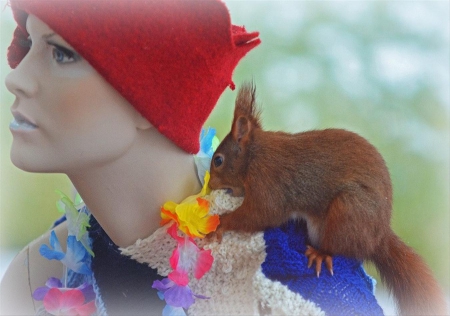 Model - animal, red, model, photo, squirrel, natire