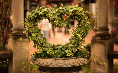 HEART OF GREEN LEAVES - love, heart, photos, nature, hearts, vine, pretty, romantic, beautiful, romance, green, friendship, natural