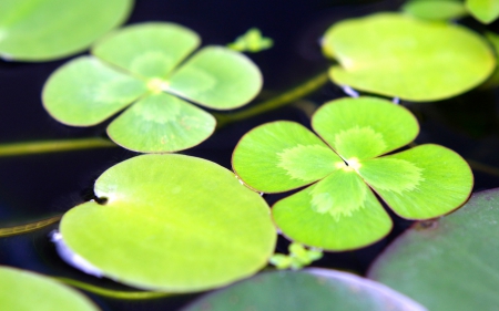 Lily Pad - pad, drops, water, lily