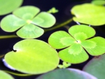 Lily Pad