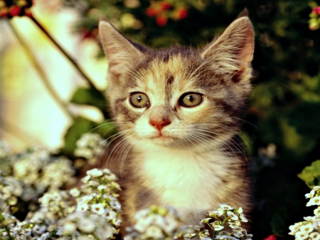 ADORABLE KITTEN - pretty, cute, animals, rays, precious, photos, flowers, cat, sun, adorable, pets, kitten, sunlight, pet