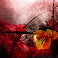 ABSTRACT FLOWERS: POPPIES