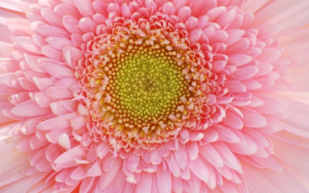 PINK PETALS - photos, beautiful, spring, pink, natural, flowers, daisies, nature, petal, gorgeous, macro, close up