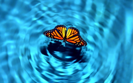 SWIMMING MONARCH - butterfly, water, swimming, monarcg