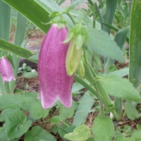 unknown bell shaped flower