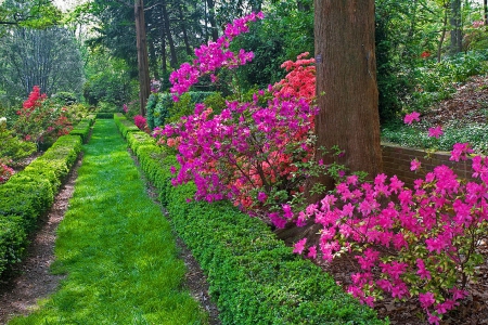 Pathway in garden - nice, freshness, trees, park, colorful, lovely, nature, pathway, pretty, america, beautiful, flowers, garden