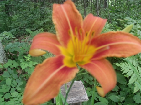 lily found in the woods - orange, beauty, lily, flower