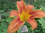 lily found in the woods