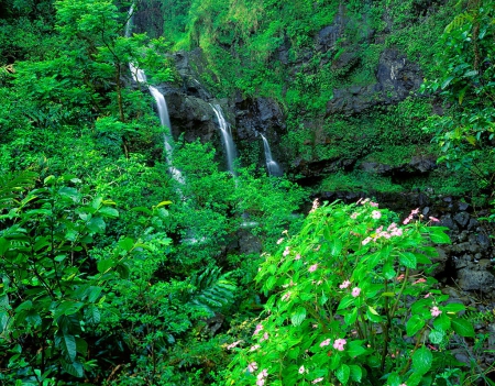 Maui, rainforest waterfall - pretty, falling, trees, water, summer, beautiful, forest, lovely, rainforest, Maui, flowers, fall, waterfall, view, exotic, nice