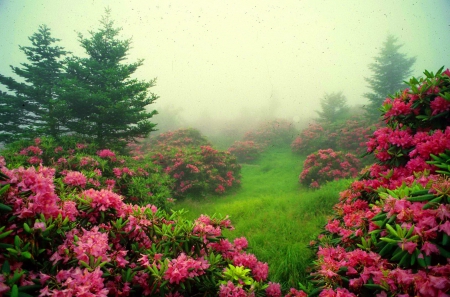 Misty garden - nice, slope, trees, day, greenery, park, summer, place, lovely, mist, bushes, nature, flowers, grass, garden, beautiul