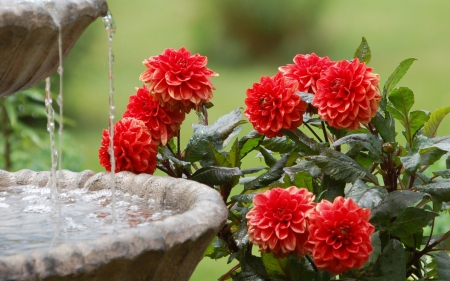 *** Dahlias *** - flowers, flower, nature, dahlias