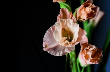 *** Gladioli *** - nature, flowers, gladioli, flower