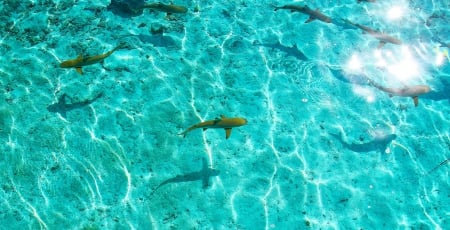 Aqua Turquoise Blue Lagoon with reef sharks marine life island paradise Bora Bora - aqua, pacific, snorkel, coral, life, diving, shallow, south, marine, scuba, swimming, islands, beautiful, snorkelling, society, dive, sea, beach, polynesian, polynesia, french, bora bora, atoll, lagoon, sand, turquoise, ocean, swim, sharks, reef, shark, blue, fish, island, tahiti