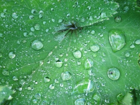 Raindrops - water, nature, green, rain, macro, drops, leaf