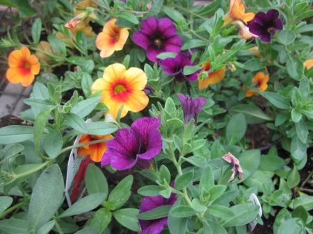 Fabulous greenhouse 04 - purple, fabulous, yellow, photography, petunias, orange, green, garden