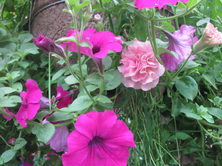 Fabulous greenhouse 08 - Flowers, purple, garden, green, Petunias, pink