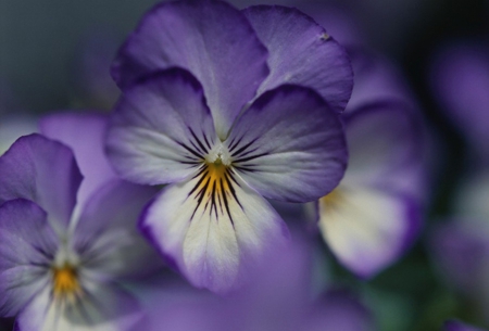 Lovely Color - white, purple, flowers, beautiful