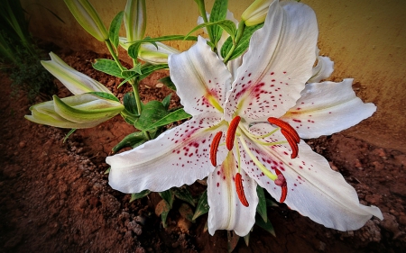 Flower - white, flower, nature, amazing