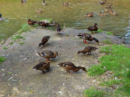 feeding time - water, green, ducks, pond