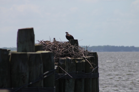 Knotts Island ferry - water, currituck, nest, knotts island