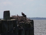 Knotts Island ferry