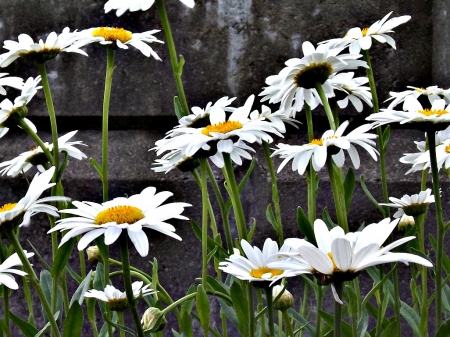 daisies - daisy, flowers, blooms, white