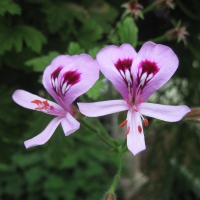 Fabulous greenhouse 11