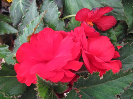 Fabulous greenhouse 12 - Red, Flowers, garden, green, photography