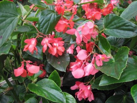 Fabulous greenhouse 16 - pink, photography, green, flowers, garden