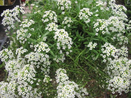 Fabulous greenhouse 18 - white, green garden, flowers, photography