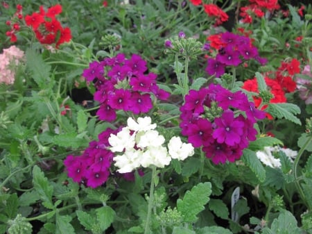 Fabulous greenhouse 20 - white, purple, photography, green garden, green, flowers, garden