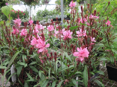 Fabulous greenhouse 22 - pink, photography, green, garden photography, flowers, garden