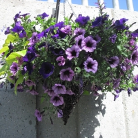 Purple Petunias Hanging basket