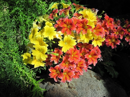 Wild Flowers day downtown 01 - yellow, photography, green garden, orange, green, flowers, garden