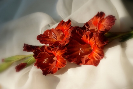 *** Gladioli *** - flowers, flower, nature, gladioli