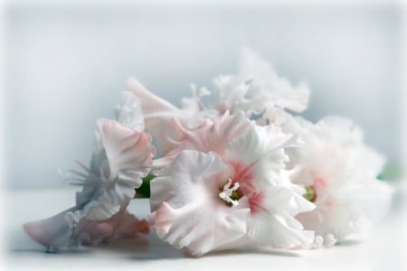 *** White gladioli *** - flowers, flower, nature, gladioli