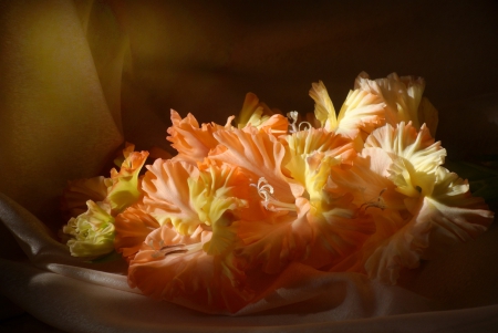 *** Gladioli *** - flowers, flower, nature, gladioli