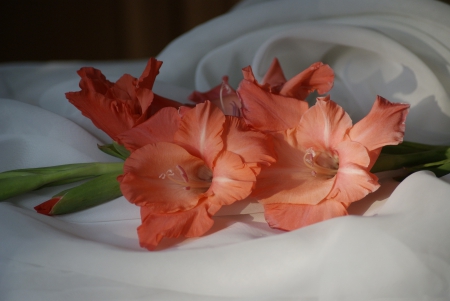 *** Pink gladioli *** - flowers, nature, flower, pink, gladioli