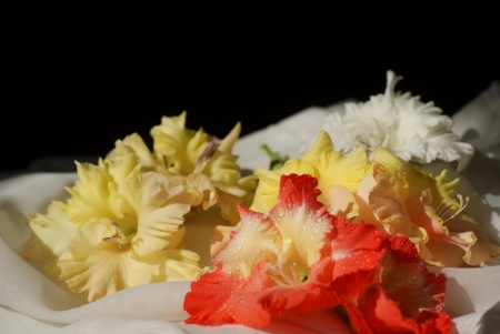 *** Gladioli *** - flowers, flower, nature, gladioli