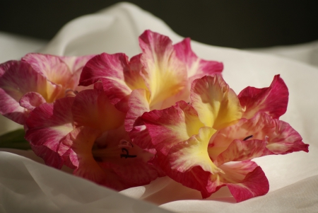 *** Amazing gladioli *** - nature, flowers, gladioli, flower