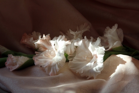 *** White and delicate gladioli *** - white, nature, gladioli, flowers, flower