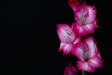 *** Pink gladioli *** - nature, flowers, gladioli, flower