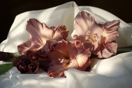 *** Gladioli and drops*** - flowers, flower, nature, gladioli