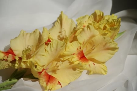 *** Yellow gladioli *** - nature, flowers, gladioli, flower