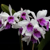 *** Orchids ***